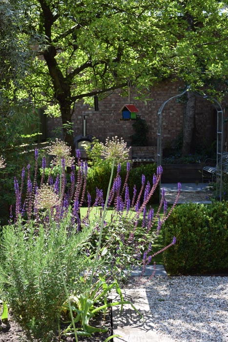 Salvia, lawn and arch